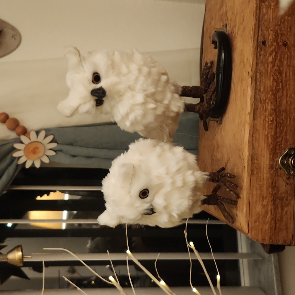 Snowy white owl